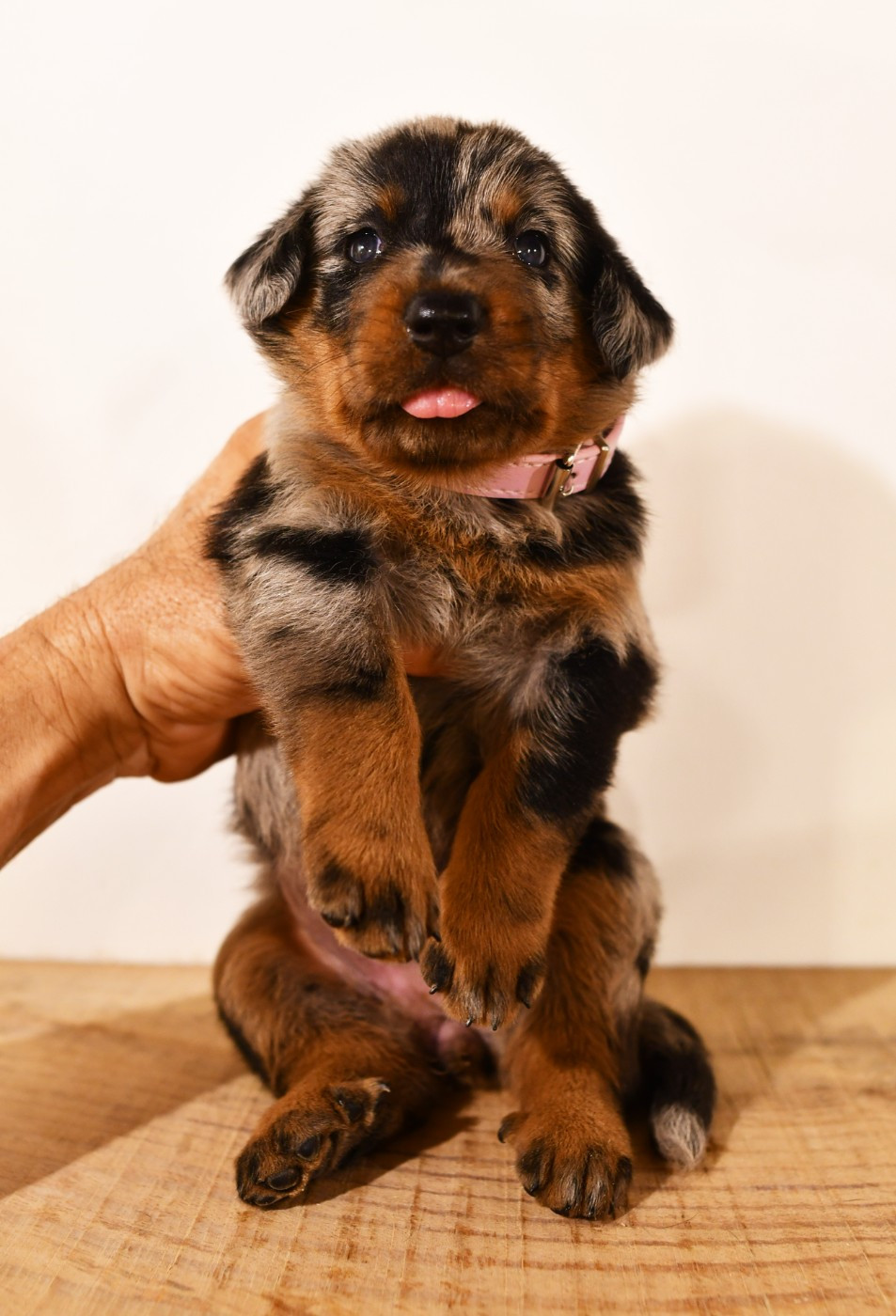 Des Gardiens De Rome - Chiots disponibles - Berger de Beauce