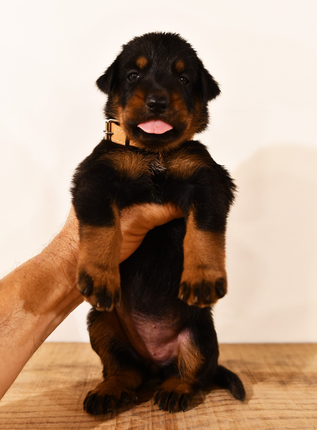 Des Gardiens De Rome - Chiots disponibles - Berger de Beauce