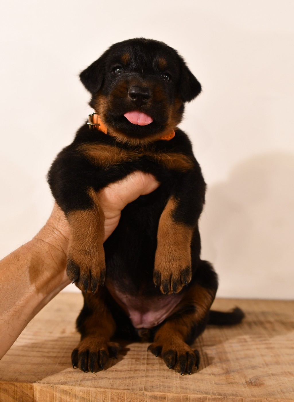 Des Gardiens De Rome - Chiots disponibles - Berger de Beauce