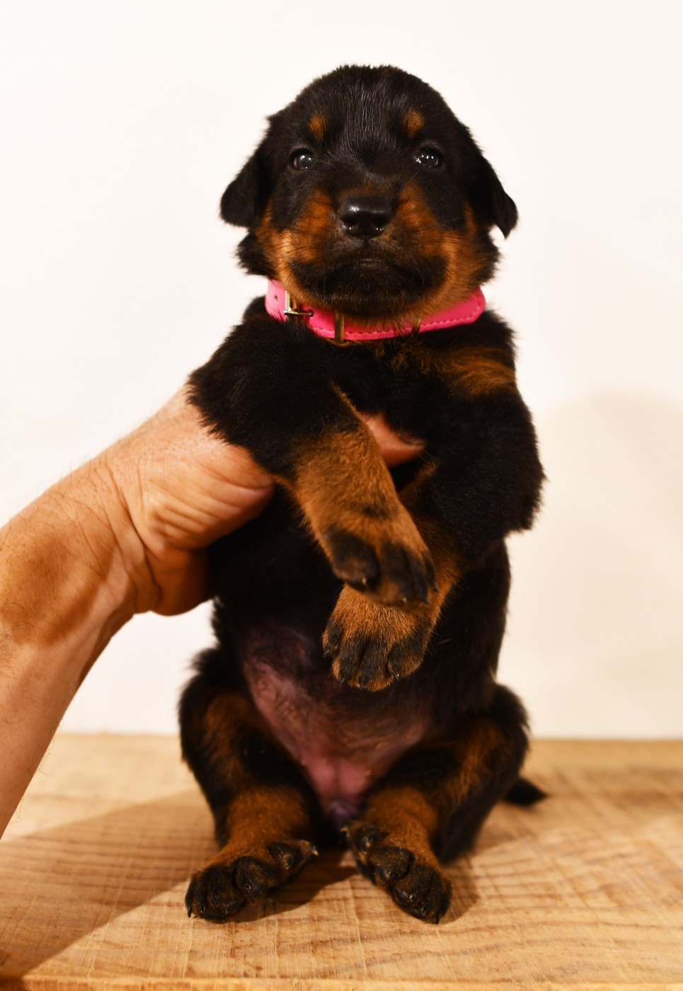 Des Gardiens De Rome - Chiots disponibles - Berger de Beauce