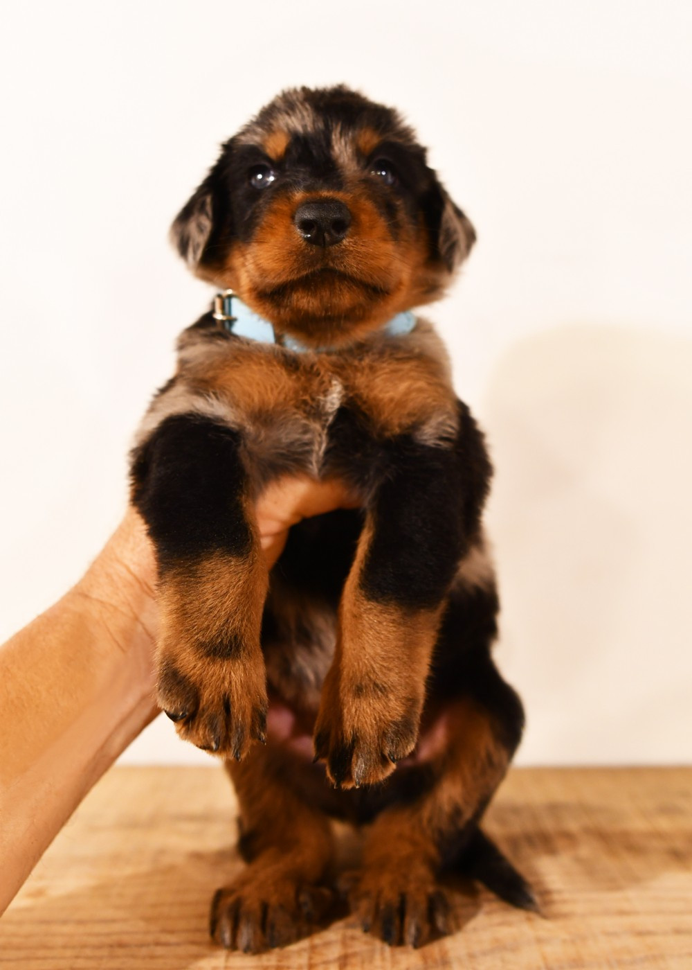 Des Gardiens De Rome - Chiots disponibles - Berger de Beauce