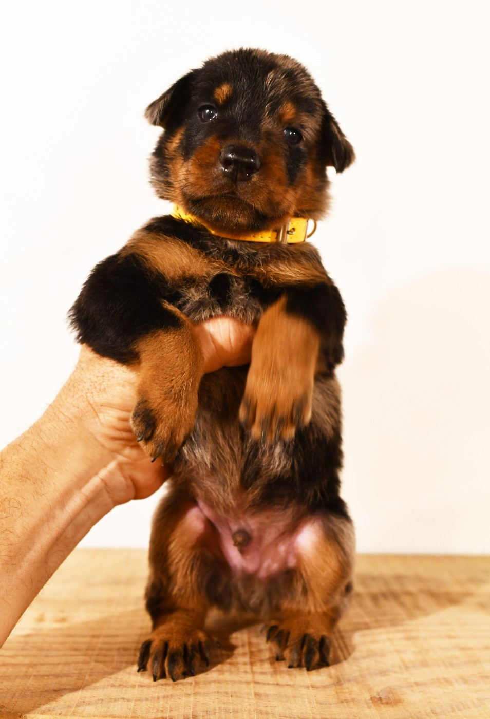 Des Gardiens De Rome - Chiots disponibles - Berger de Beauce