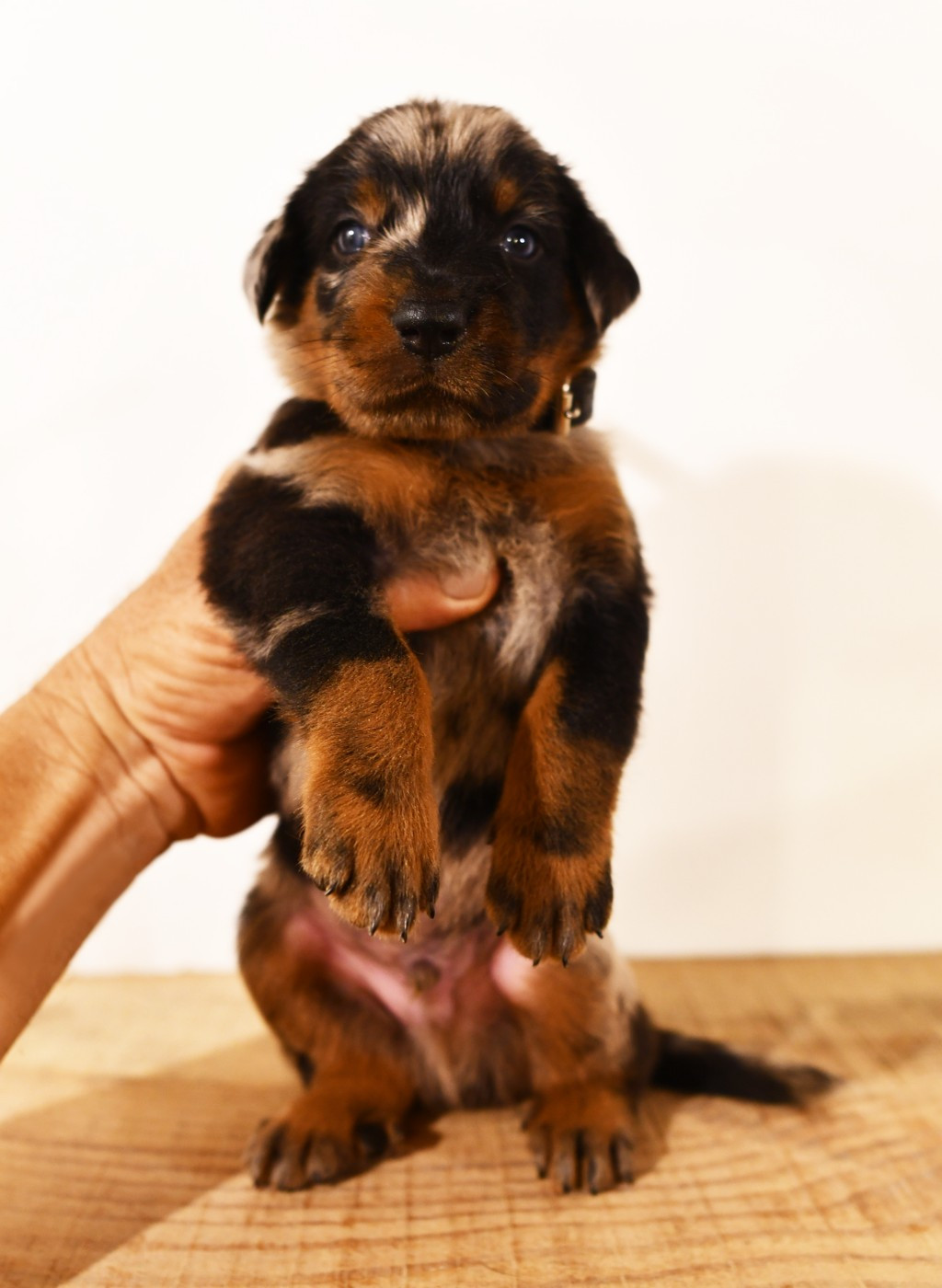 Des Gardiens De Rome - Chiots disponibles - Berger de Beauce