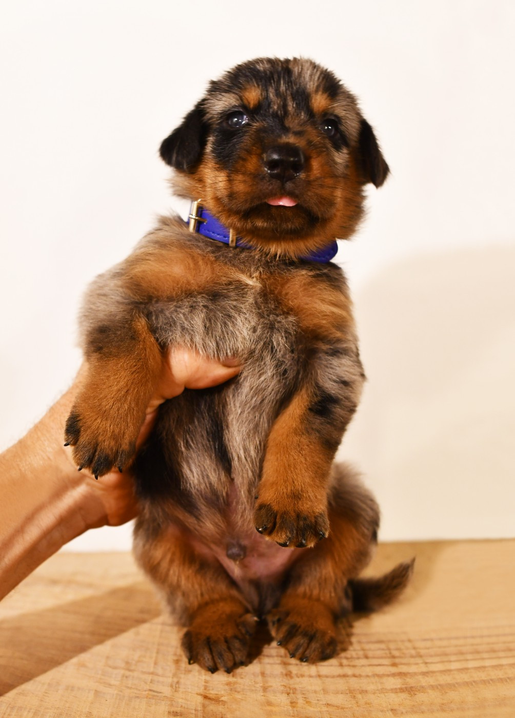 Des Gardiens De Rome - Chiots disponibles - Berger de Beauce