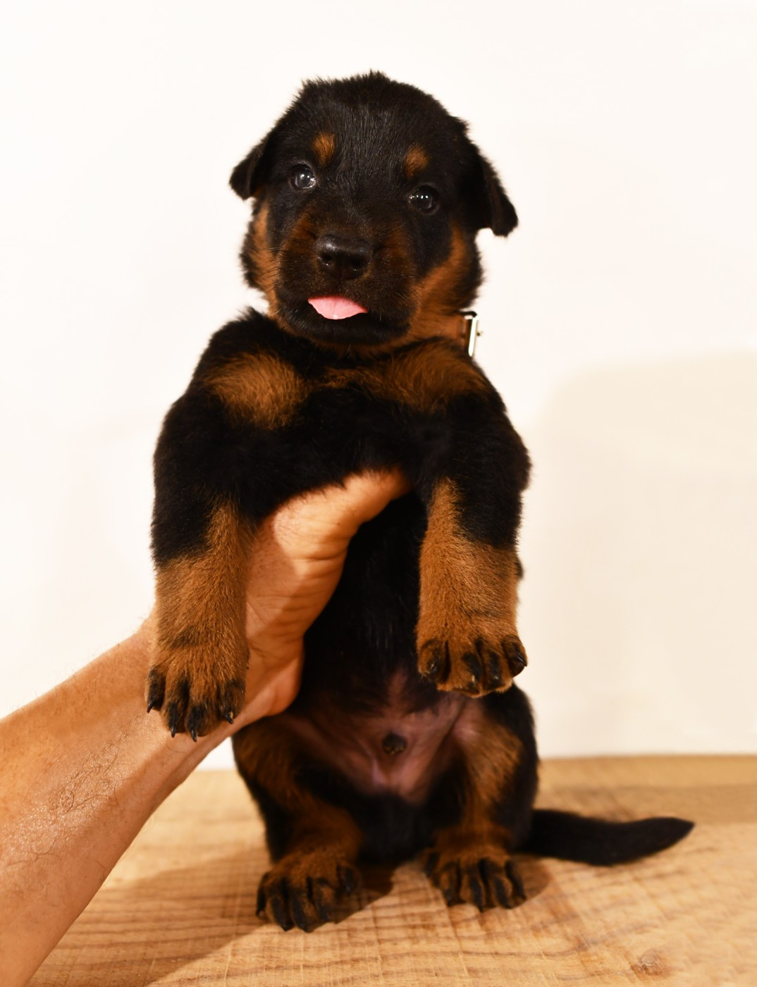 Des Gardiens De Rome - Chiots disponibles - Berger de Beauce