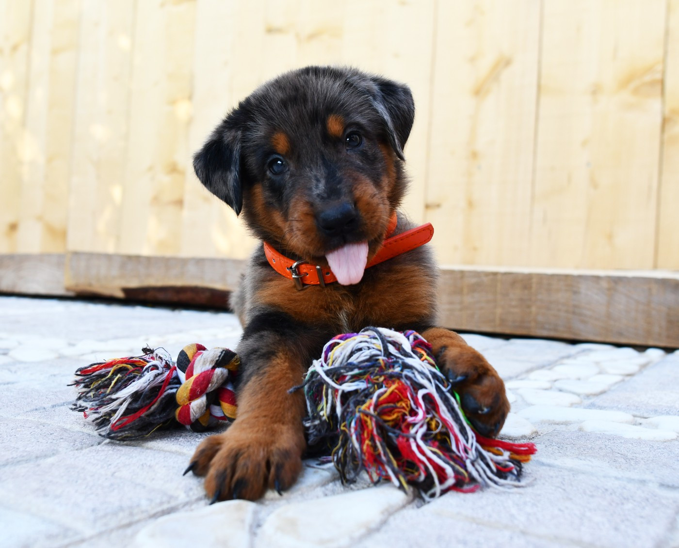 Des Gardiens De Rome - Chiots disponibles - Berger de Beauce
