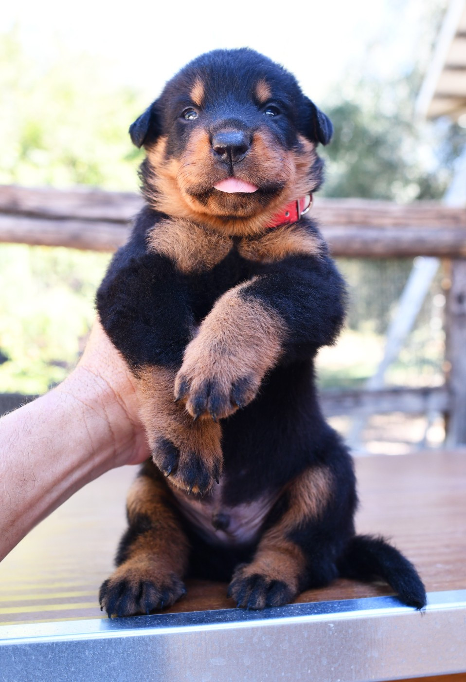 Des Gardiens De Rome - Chiots disponibles - Berger de Beauce