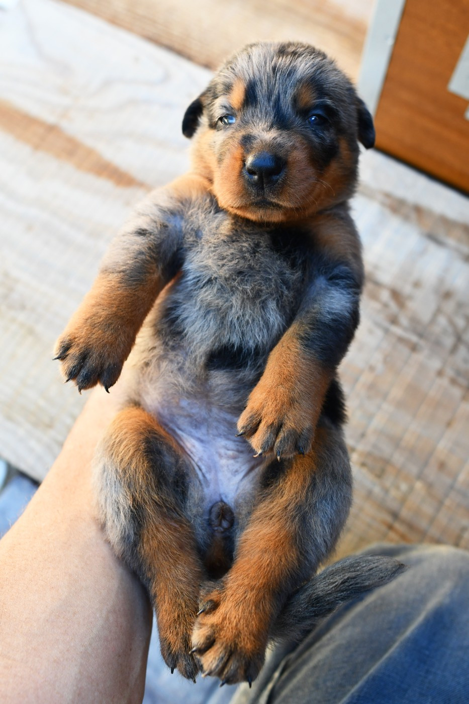 Des Gardiens De Rome - Chiots disponibles - Berger de Beauce