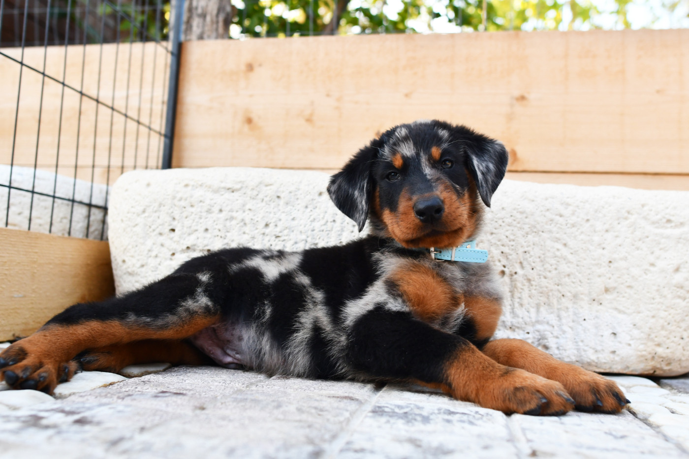 Des Gardiens De Rome - Chiots disponibles - Berger de Beauce