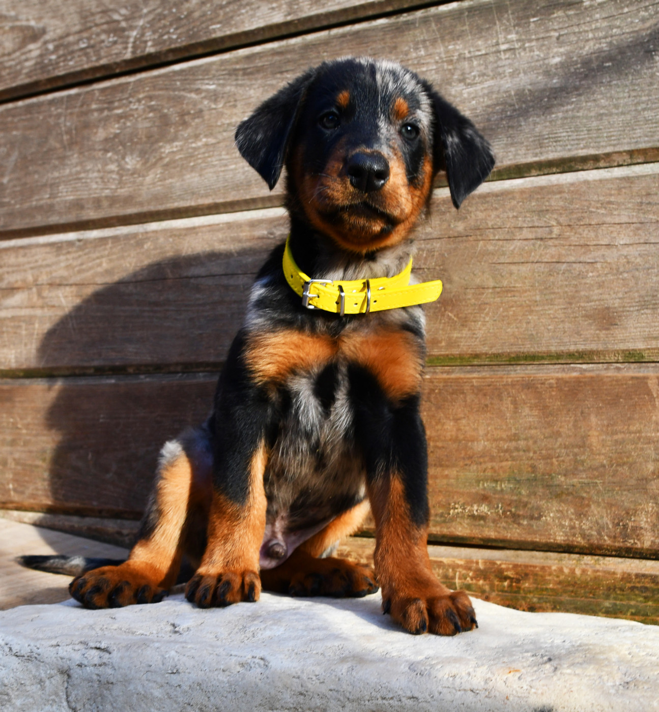 Des Gardiens De Rome - Chiots disponibles - Berger de Beauce