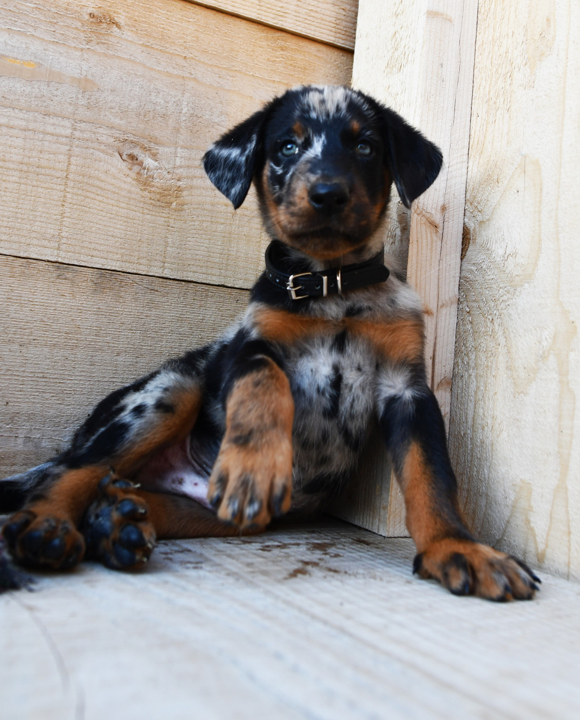 Des Gardiens De Rome - Chiots disponibles - Berger de Beauce