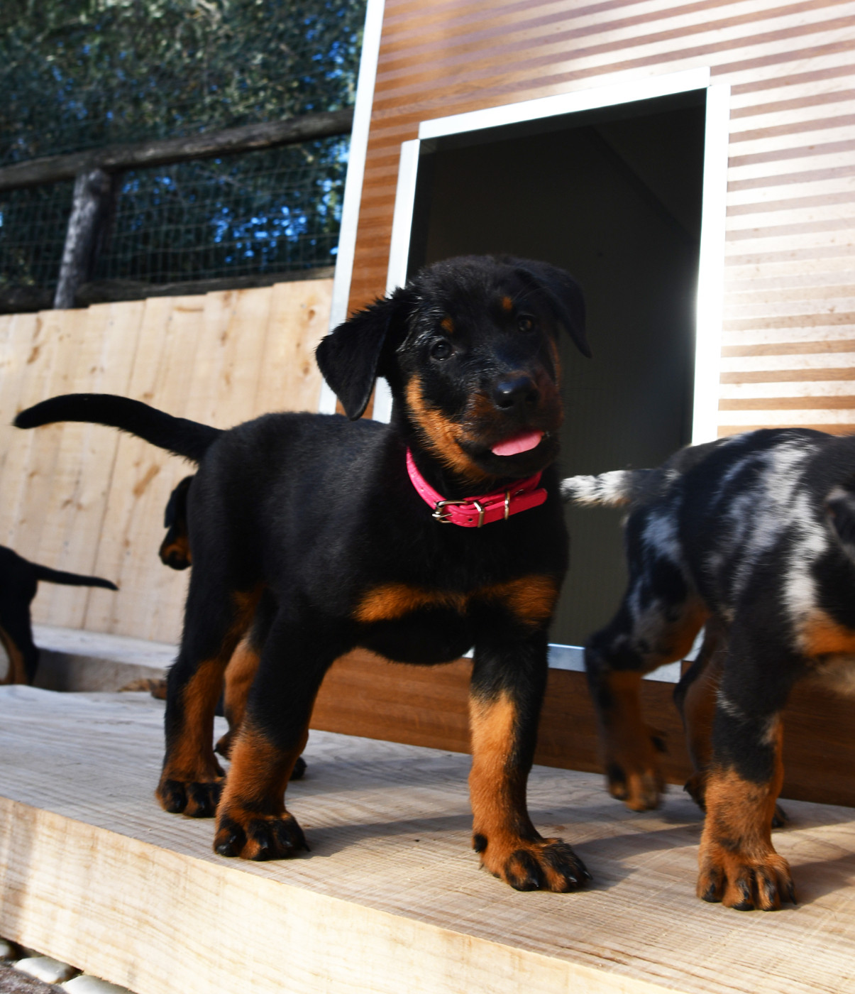 Des Gardiens De Rome - Chiots disponibles - Berger de Beauce