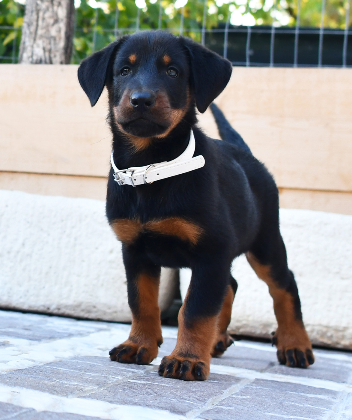 Des Gardiens De Rome - Chiots disponibles - Berger de Beauce