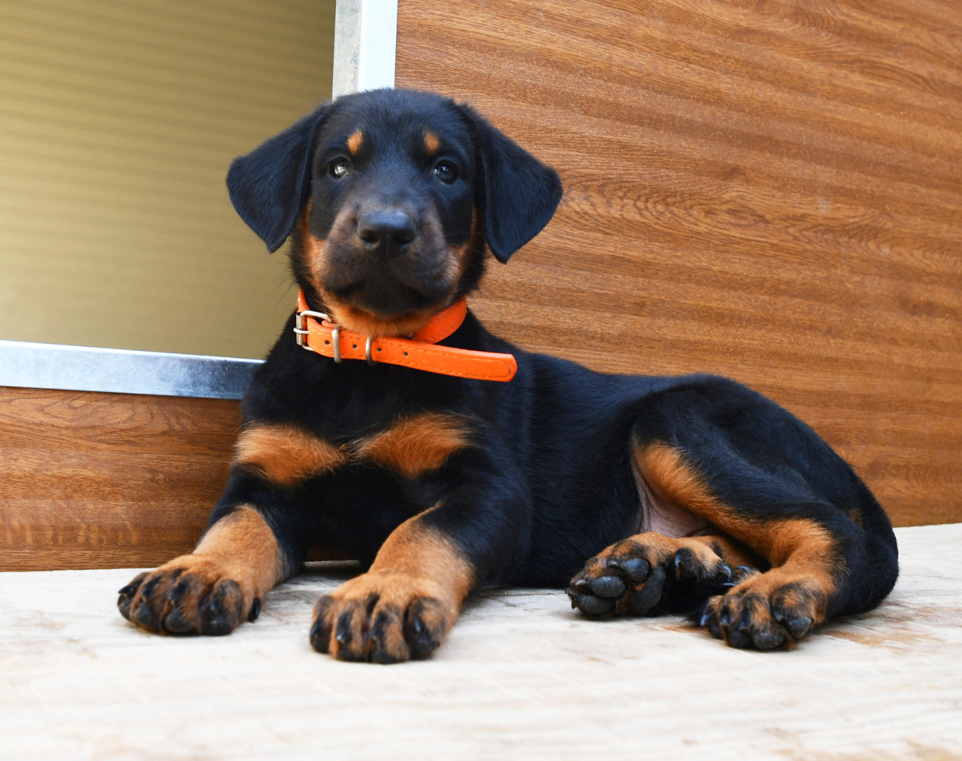 Des Gardiens De Rome - Chiots disponibles - Berger de Beauce