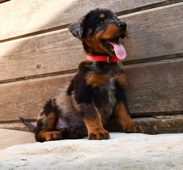 Des Gardiens De Rome - Chiots disponibles - Berger de Beauce