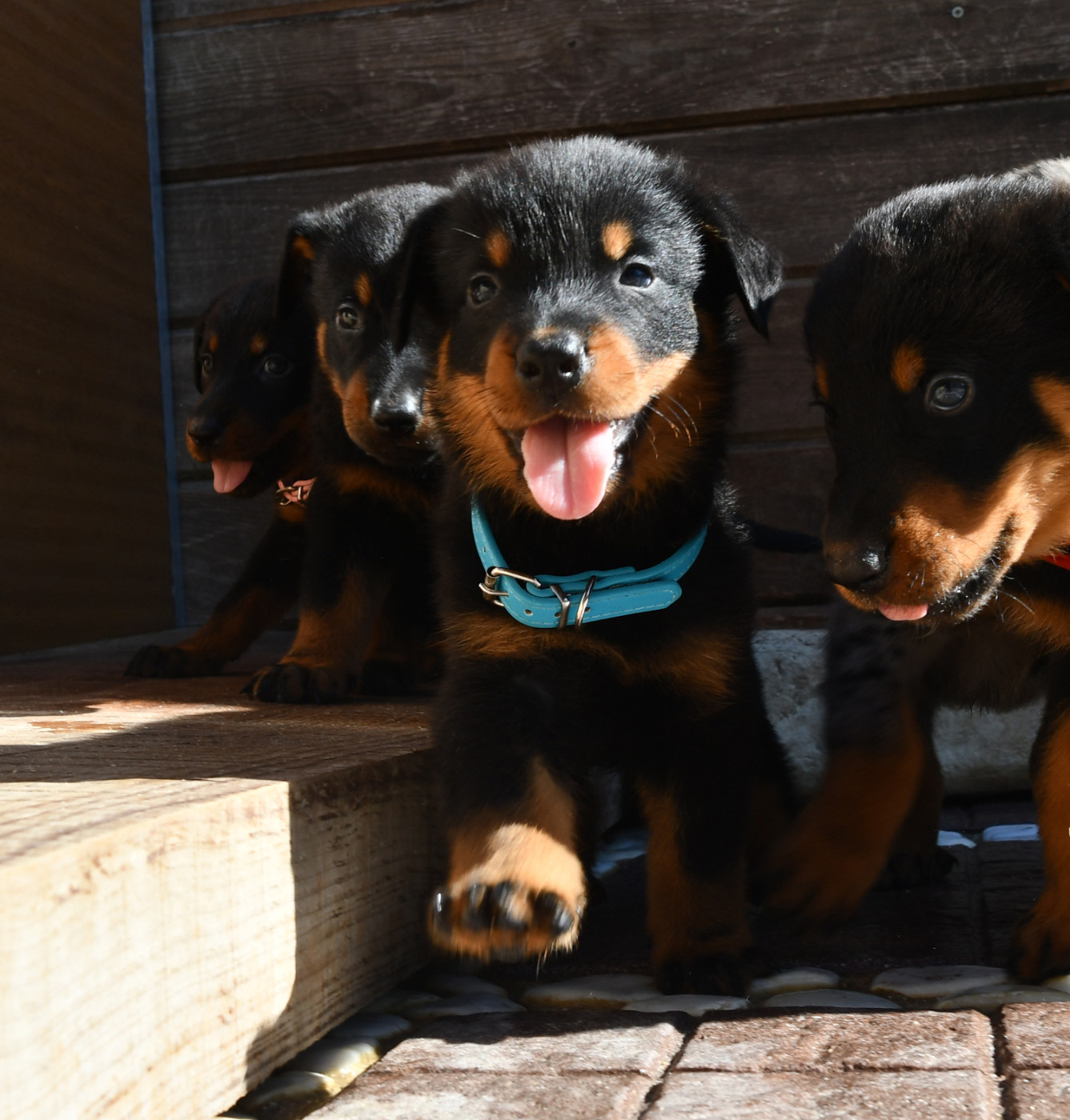 Des Gardiens De Rome - Chiots disponibles - Berger de Beauce