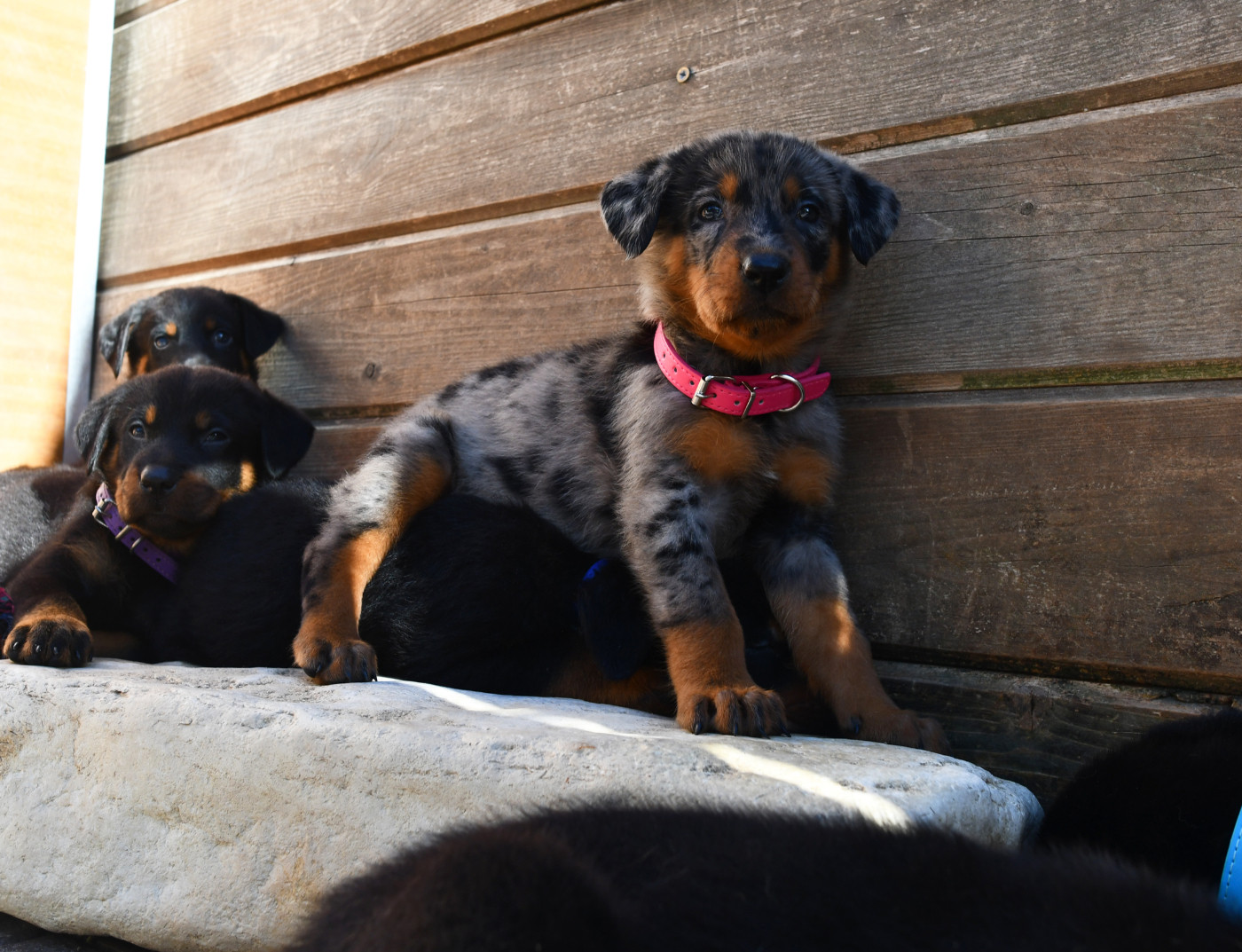 Des Gardiens De Rome - Chiots disponibles - Berger de Beauce
