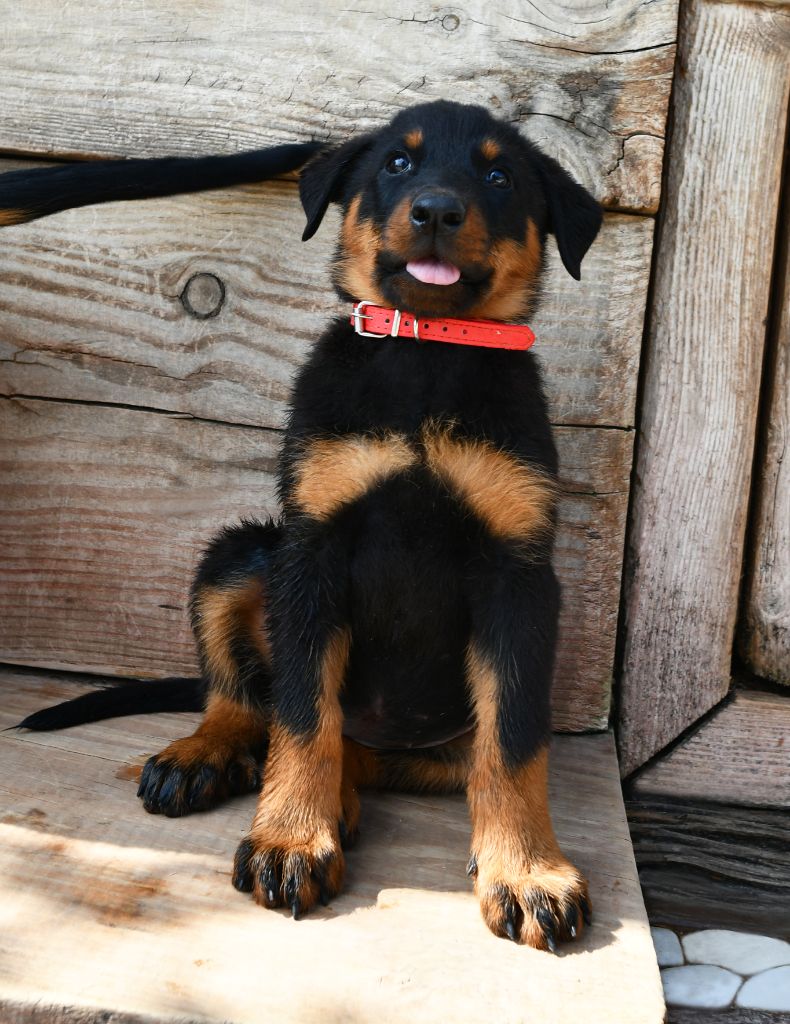 Des Gardiens De Rome - Chiots disponibles - Berger de Beauce