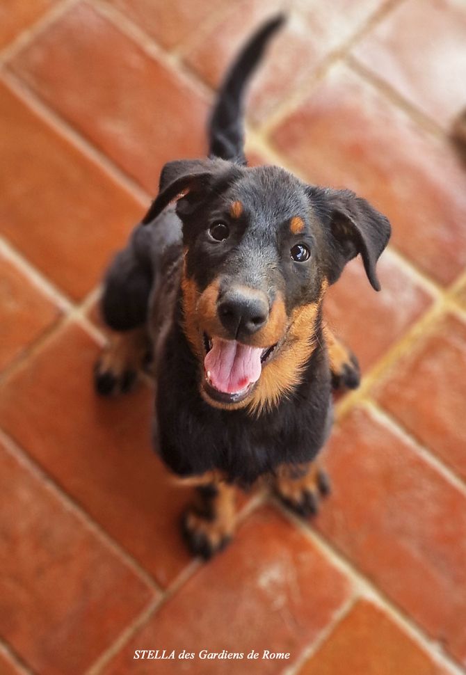 Des Gardiens De Rome - Chiots disponibles - Berger de Beauce