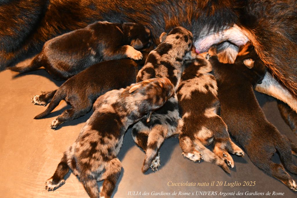 Des Gardiens De Rome - Chiots disponibles - Berger de Beauce