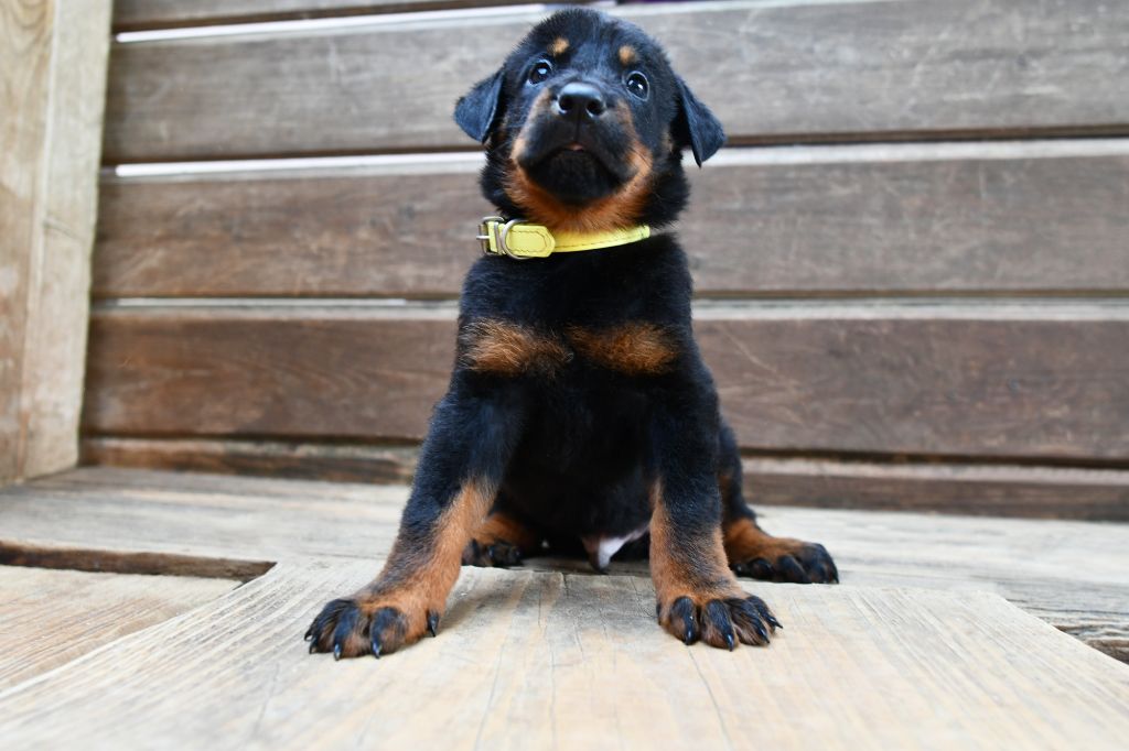 Des Gardiens De Rome - Chiots disponibles - Berger de Beauce