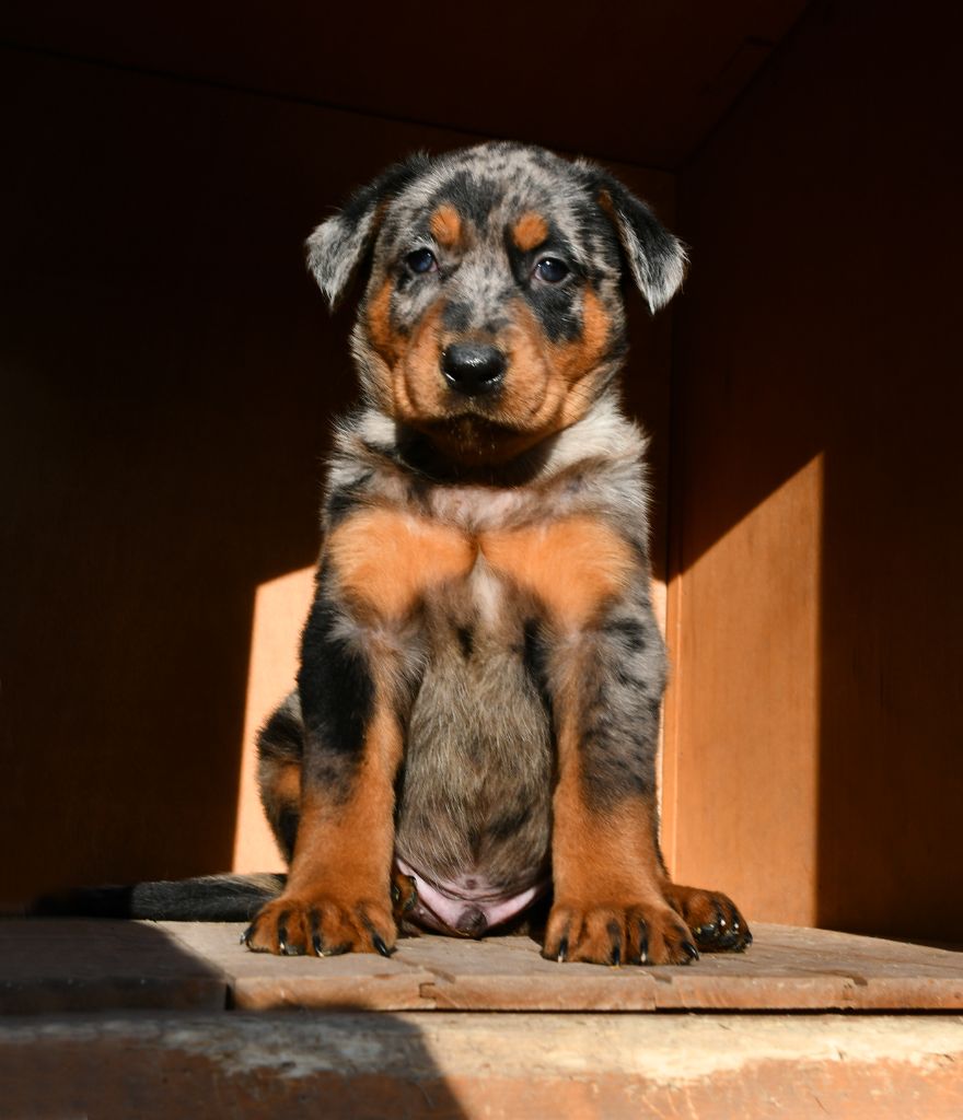 Chiot Berger de Beauce Des Gardiens De Rome