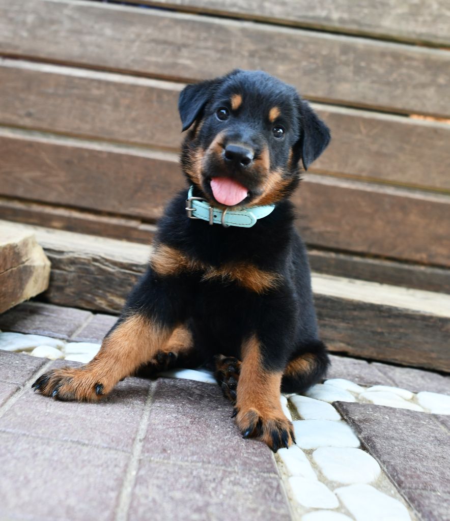 Des Gardiens De Rome - Chiots disponibles - Berger de Beauce