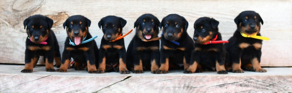 Chiot Berger de Beauce Des Gardiens De Rome
