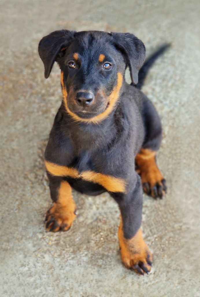 Des Gardiens De Rome - Chiots disponibles - Berger de Beauce