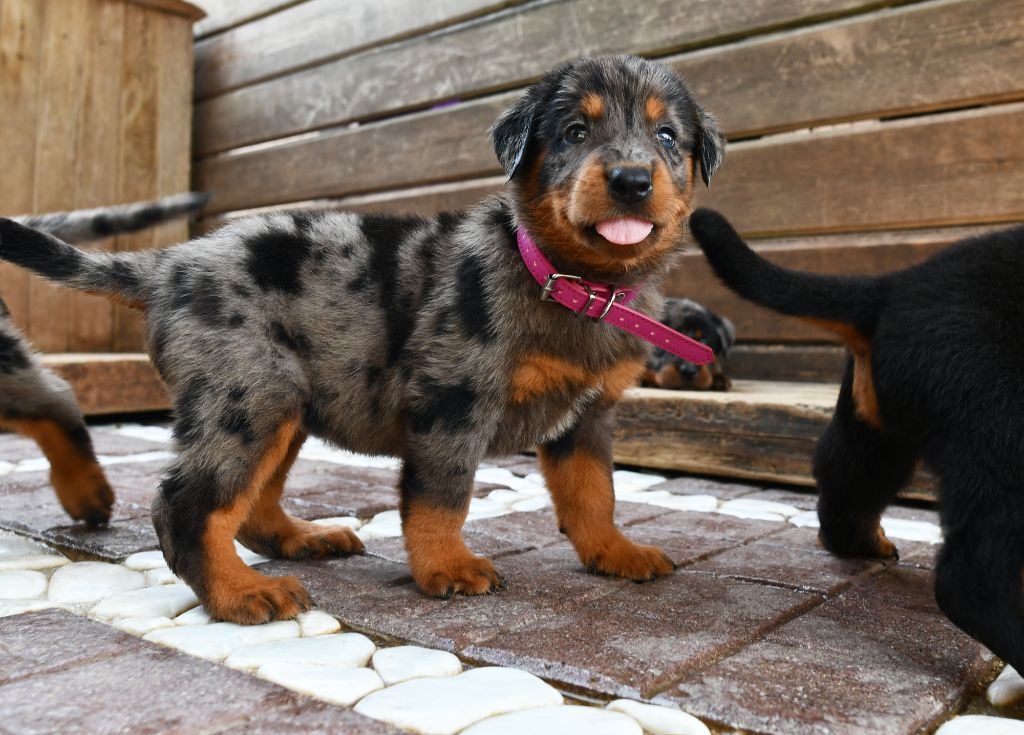 Des Gardiens De Rome - Chiots disponibles - Berger de Beauce