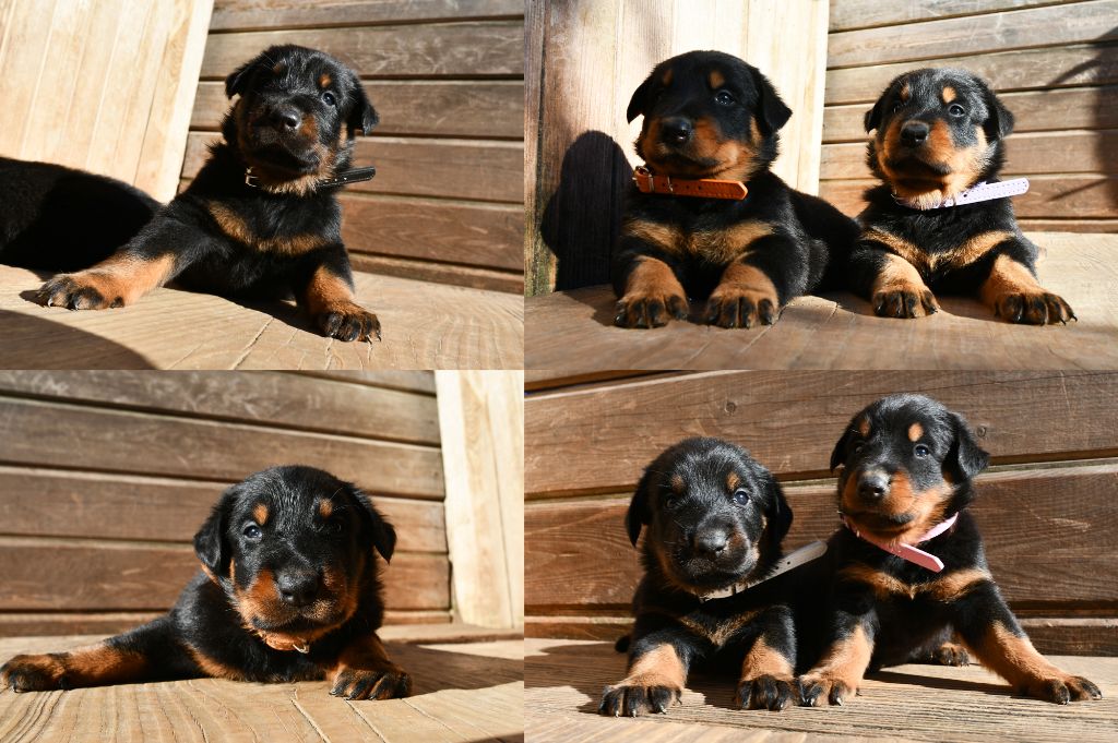 Chiot Berger de Beauce Des Gardiens De Rome