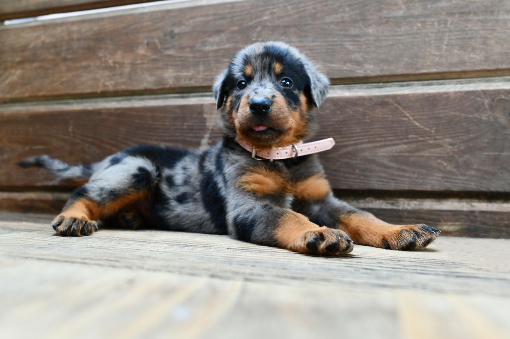 Des Gardiens De Rome - Chiots disponibles - Berger de Beauce
