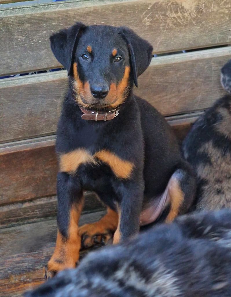 Des Gardiens De Rome - Chiots disponibles - Berger de Beauce