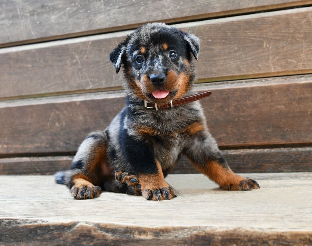 Des Gardiens De Rome - Chiots disponibles - Berger de Beauce