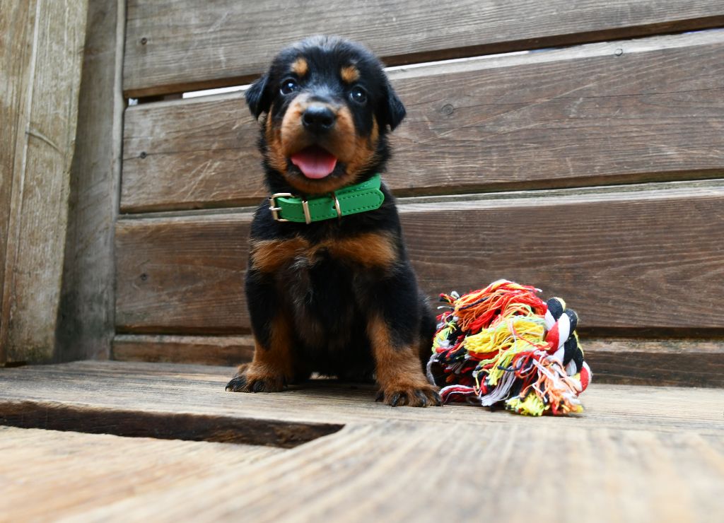Des Gardiens De Rome - Chiots disponibles - Berger de Beauce
