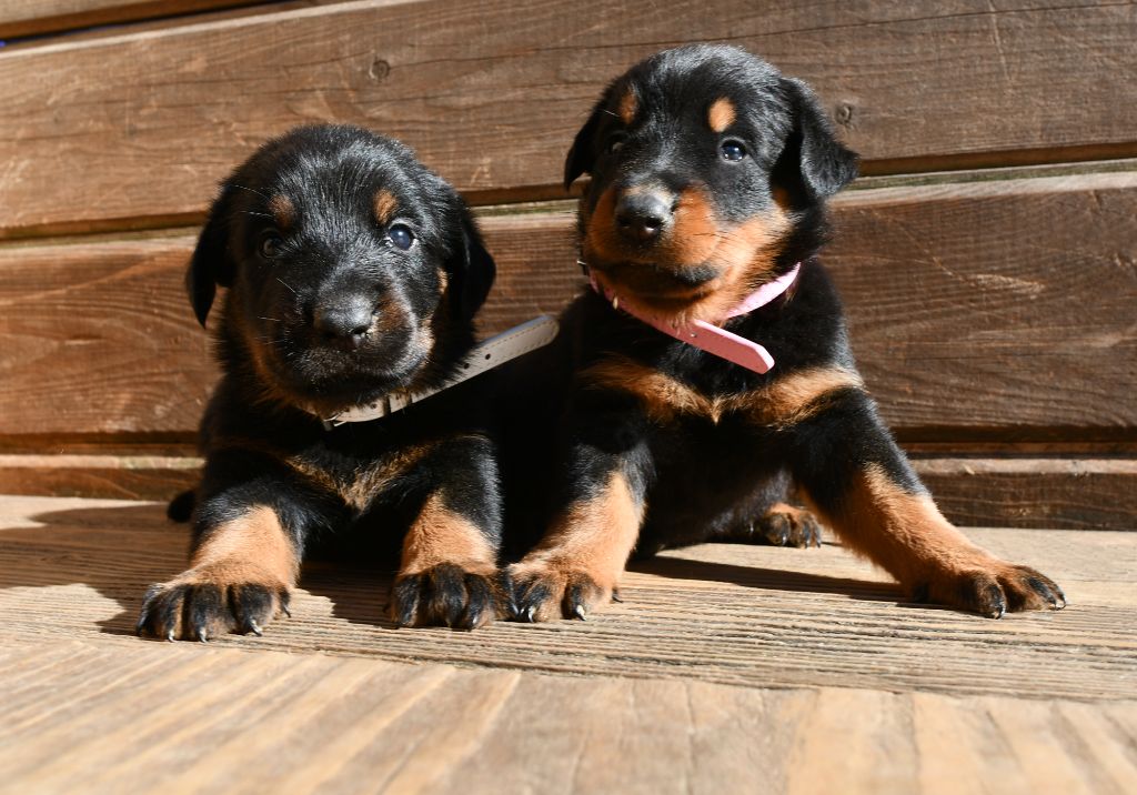 Des Gardiens De Rome - Chiots disponibles - Berger de Beauce
