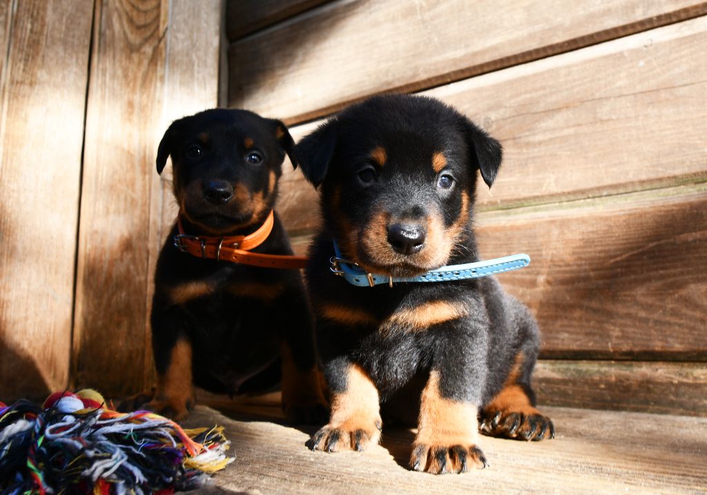 Des Gardiens De Rome - Chiots disponibles - Berger de Beauce