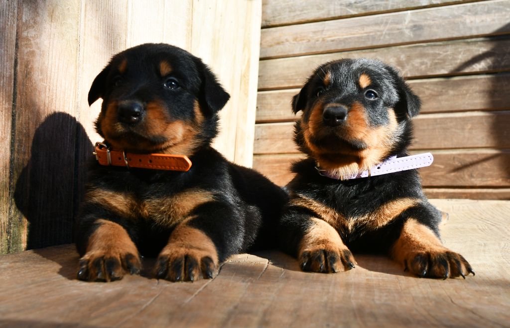 Des Gardiens De Rome - Chiots disponibles - Berger de Beauce