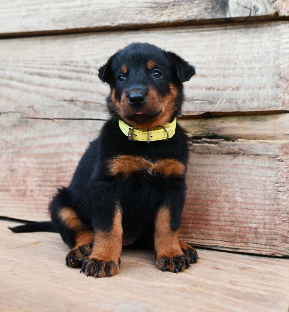 Des Gardiens De Rome - Chiots disponibles - Berger de Beauce