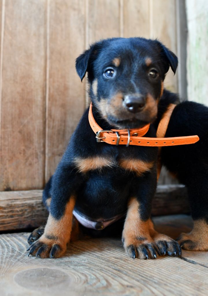 Des Gardiens De Rome - Chiots disponibles - Berger de Beauce