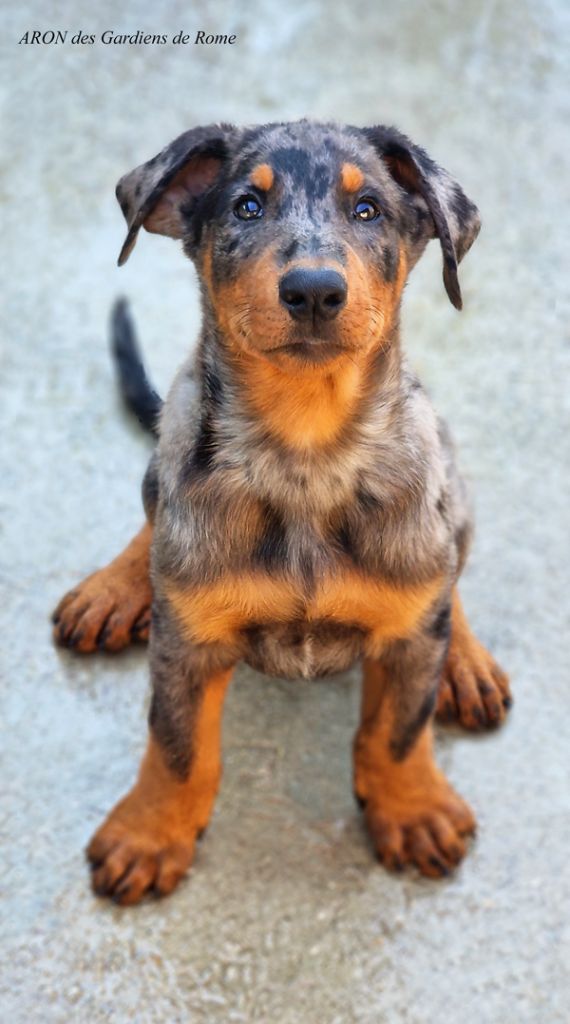 Des Gardiens De Rome - Chiots disponibles - Berger de Beauce