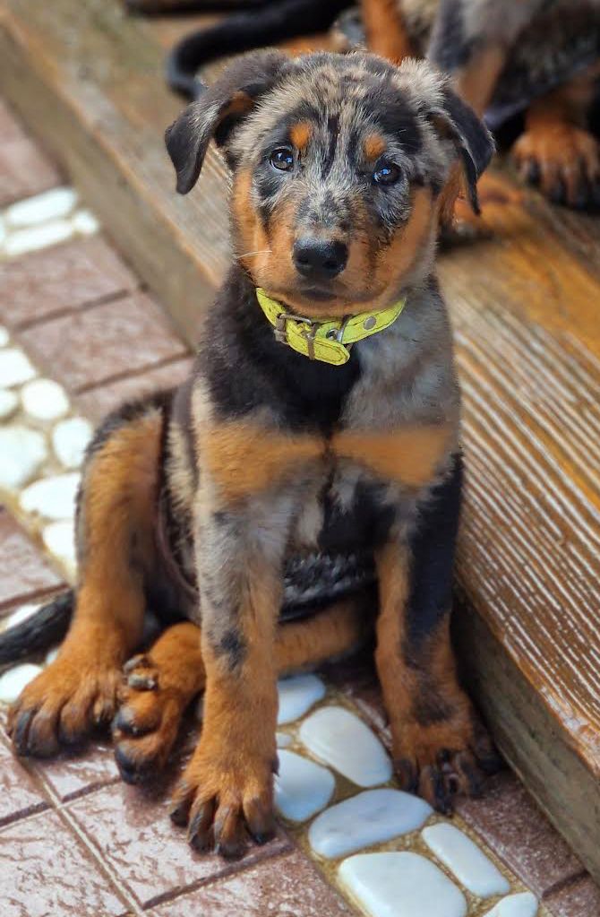 Des Gardiens De Rome - Chiots disponibles - Berger de Beauce