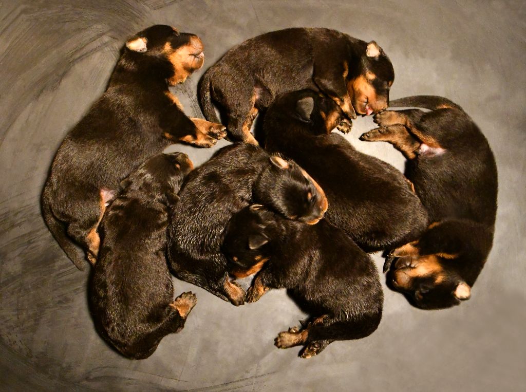 Des Gardiens De Rome - Chiots disponibles - Berger de Beauce