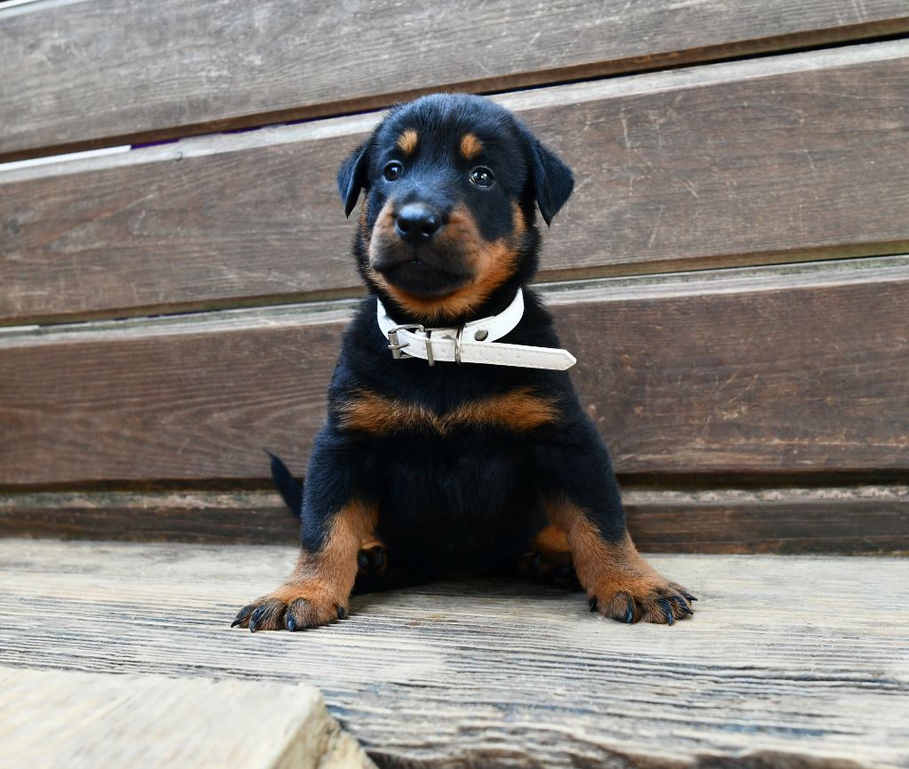 Des Gardiens De Rome - Chiots disponibles - Berger de Beauce