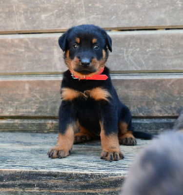 CHIOT 5 - Femelle arlequin