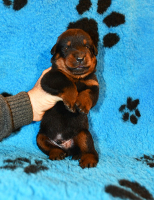 CHIOT 1 - male noir et feu