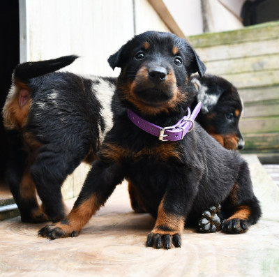 CHIOT 2 - noir et feu