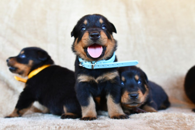 Chiot N°1