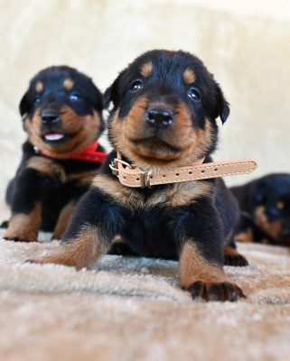 Chiot N°3