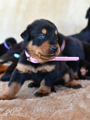 Chiot N°9